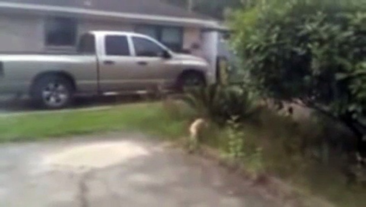 Cat catches bully bird mid air