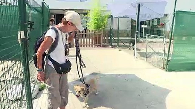 SPA: les chatons premières vicitmes des abandons de l'été