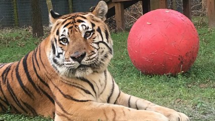 A Special Tribute To A Special Tiger