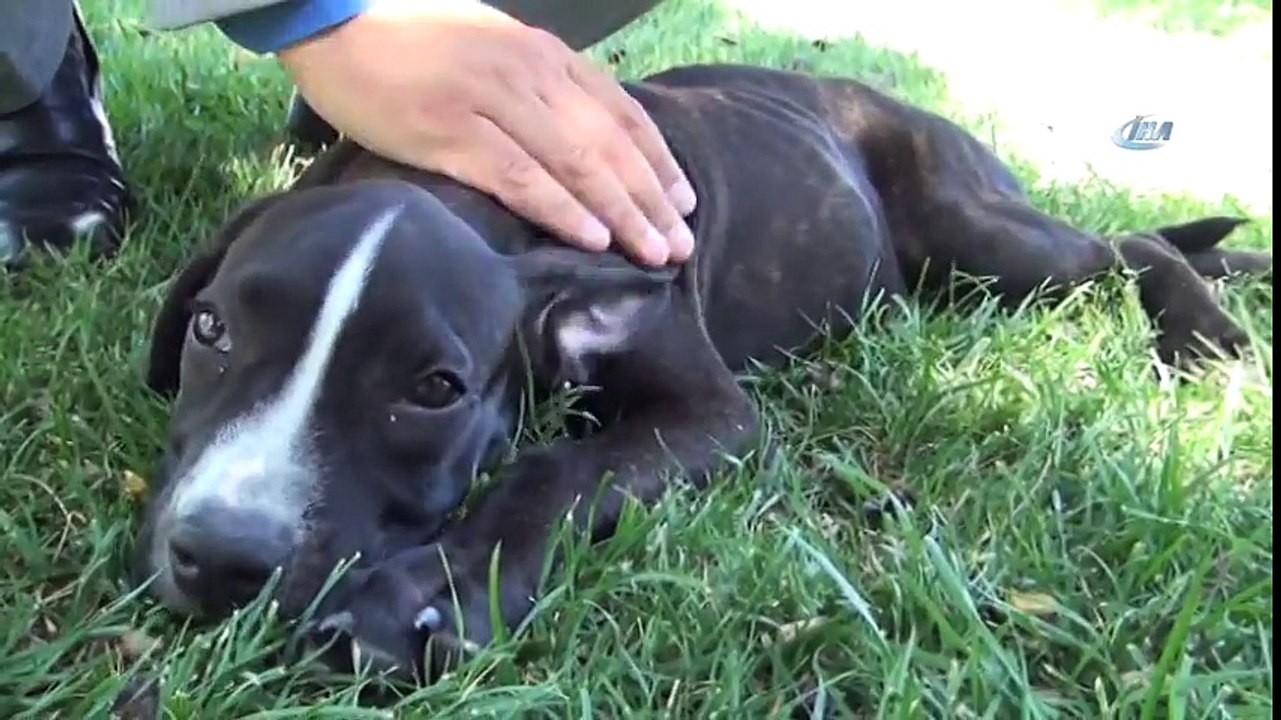 Kazazede Felçli Köpek 'Boncuk' Sağlığına Kavuştu - Dailymotion Video