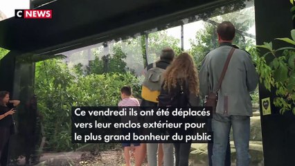 Carnet rose : Deux bébés jaguars présentés à Paris