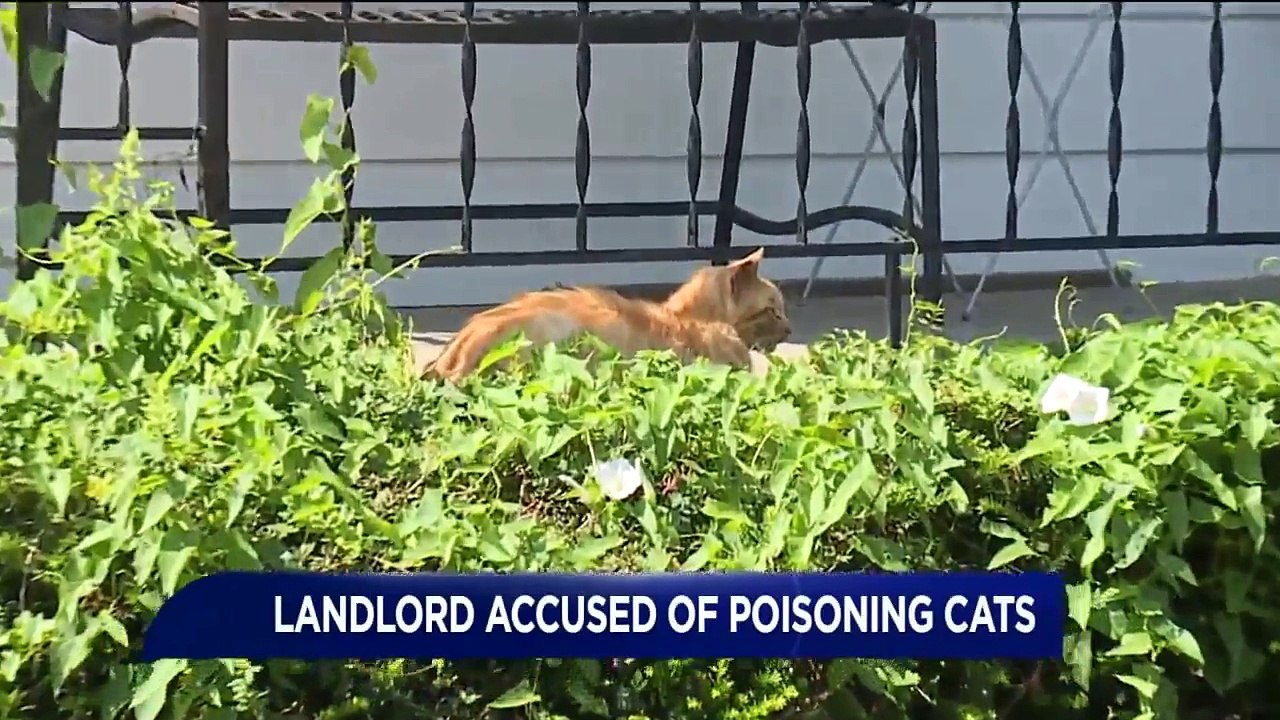 Landlord Accused of Poisoning Cats in Pennsylvania video Dailymotion