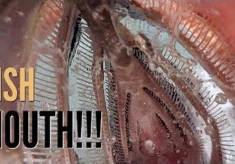 Giant Tarpon Swallows GoPro