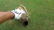 I Got to PET a giant FOX SQUIRREL While Golfing So cool!