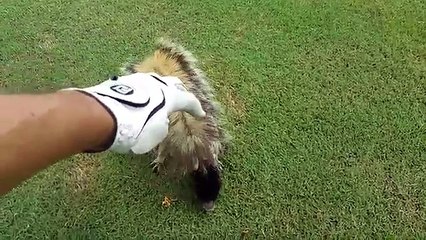 I Got to PET a giant FOX SQUIRREL While Golfing So cool!