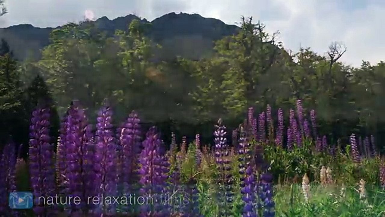 WONDERS OF NEW ZEALAND: SOUTH ISLAND 1HR 4K Nature Relaxation | Ambient Dynamic Film (+Mus