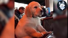 Funny Animals The Best Compilations - 2018