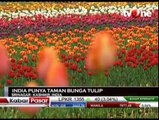 Keindahan Taman Bunga Tulip di Srinagar