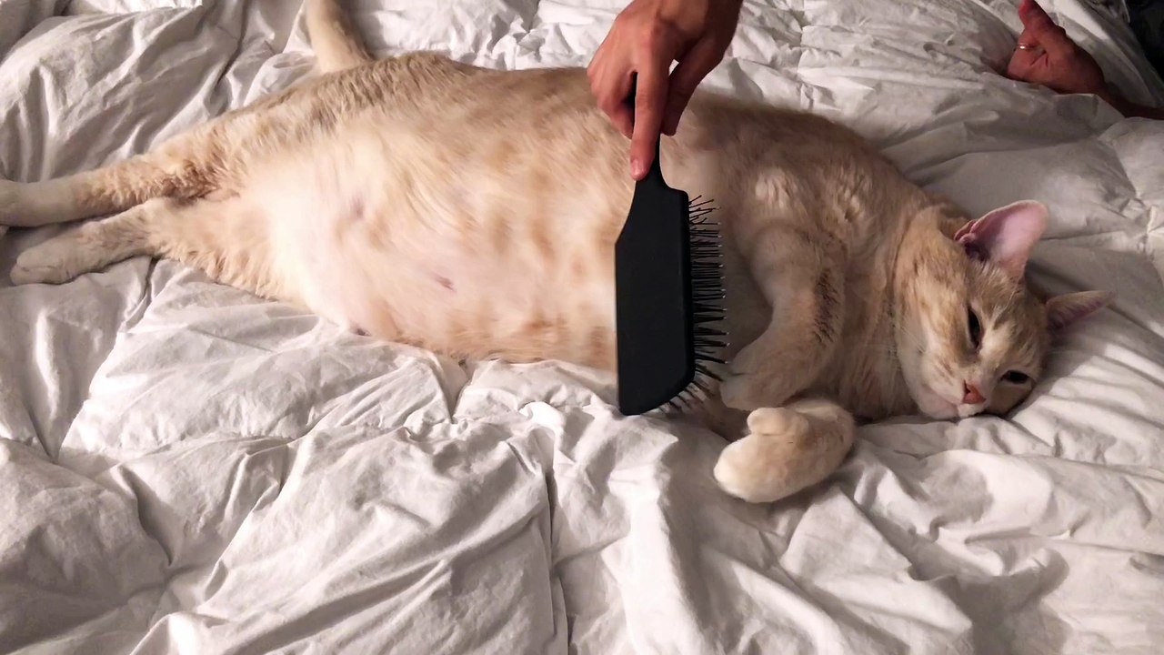 Cat Enjoys Belly Brushing video Dailymotion
