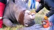 Des vétérinaires obligés de découper les cornes des rhinocéros pour les protéger contre les braconniers
