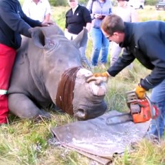 Des vétérinaires obligés de découper les cornes des rhinocéros pour les protéger contre les braconniers