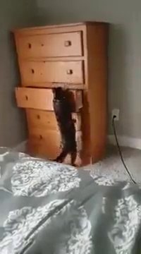 Regardez ou va dormir ce chat... Aller, au dodo tranquillou