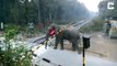 Quand un éléphant soulève la barrière du passage à niveau pour traverser la voie ferrée