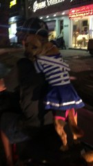 Cute Pooch Rides on Back of Motorcycle