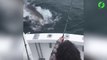 Un énorme requin blanc vient dévorer la prise de ces pecheurs