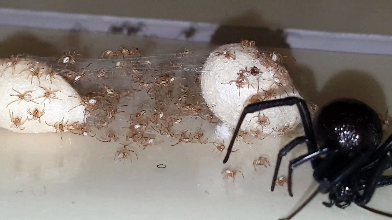 Il trouve une veuve noire et ses milliers de petits piégés dans la colle à fourmis