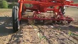 Cultivating cabbage with custom made basket weeder at Gladheart Farms