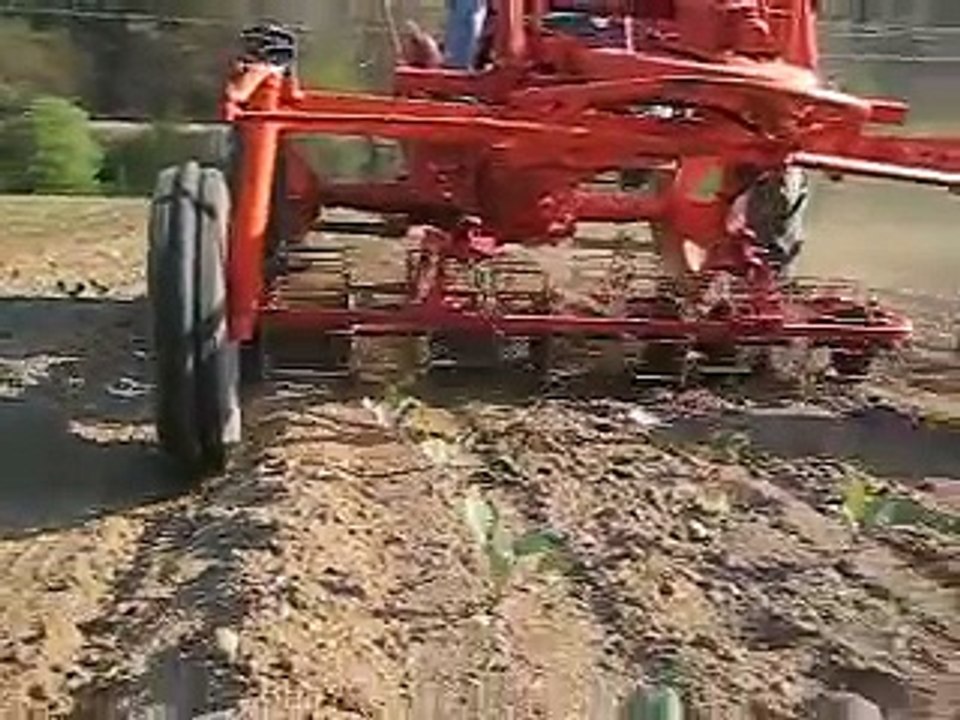 Cultivating cabbage with custom made basket weeder at Gladheart Farms