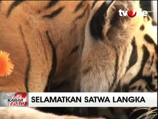 Jaga Kondisi, Harimau Benggala Ini Rutin Cek Kesehatan