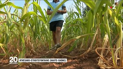 Sécheresse : pénurie d'herbe pour les élevages