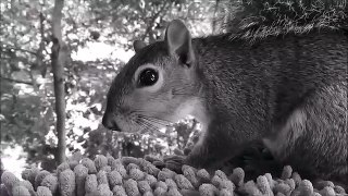 Grey Squirrel Call
