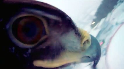 Fascinating pictures: An eagle flies down the Kulm Ski Flying Hill