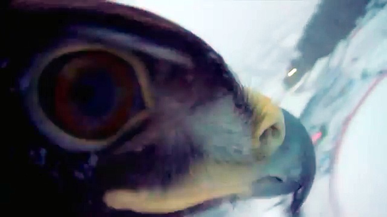 Fascinating pictures: An eagle flies down the Kulm Ski Flying Hill