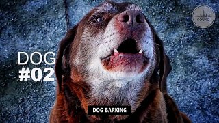 DOG BARKING | Sound Effect [High Quality]