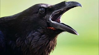 crow bird sound cawing and rattling