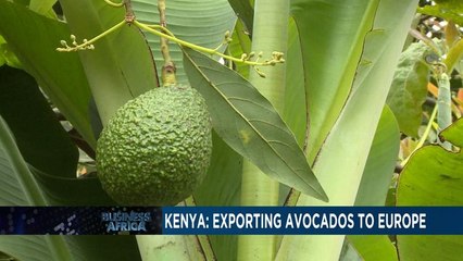 Kenya relies on avocado exports