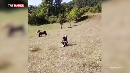 Hayatında ilk kez bir drone ile karşı karşıya geldi