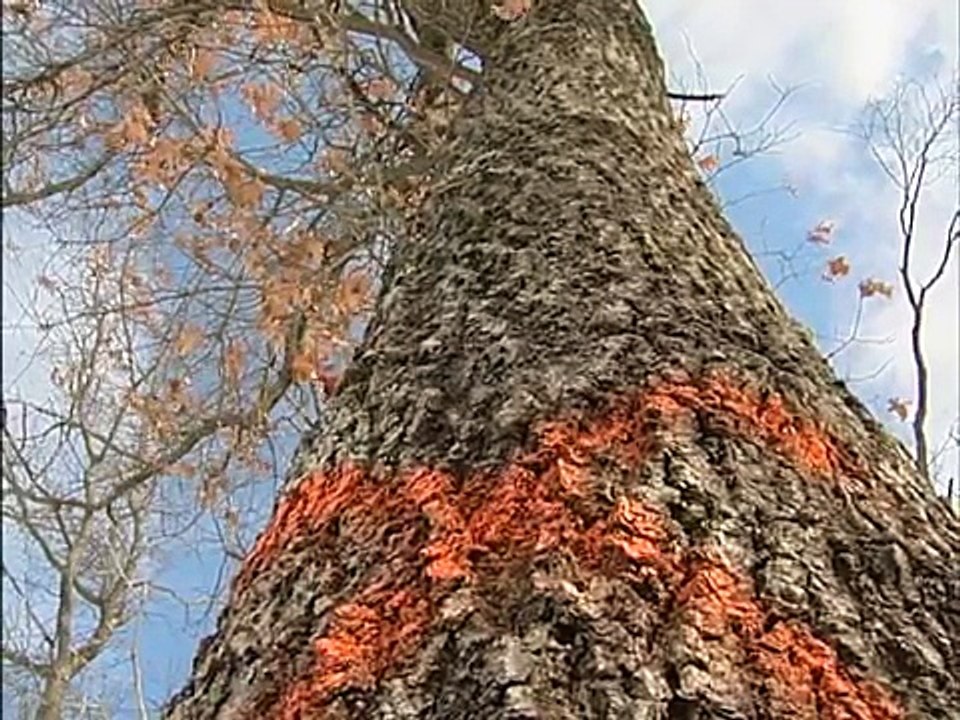 The Modern Horse Loggers of Minnesota