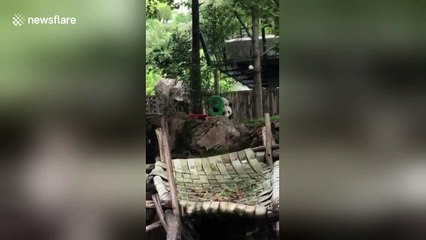 Crowd sings ‘Happy Birthday to You’ to Bei Bei the panda as he turns 3