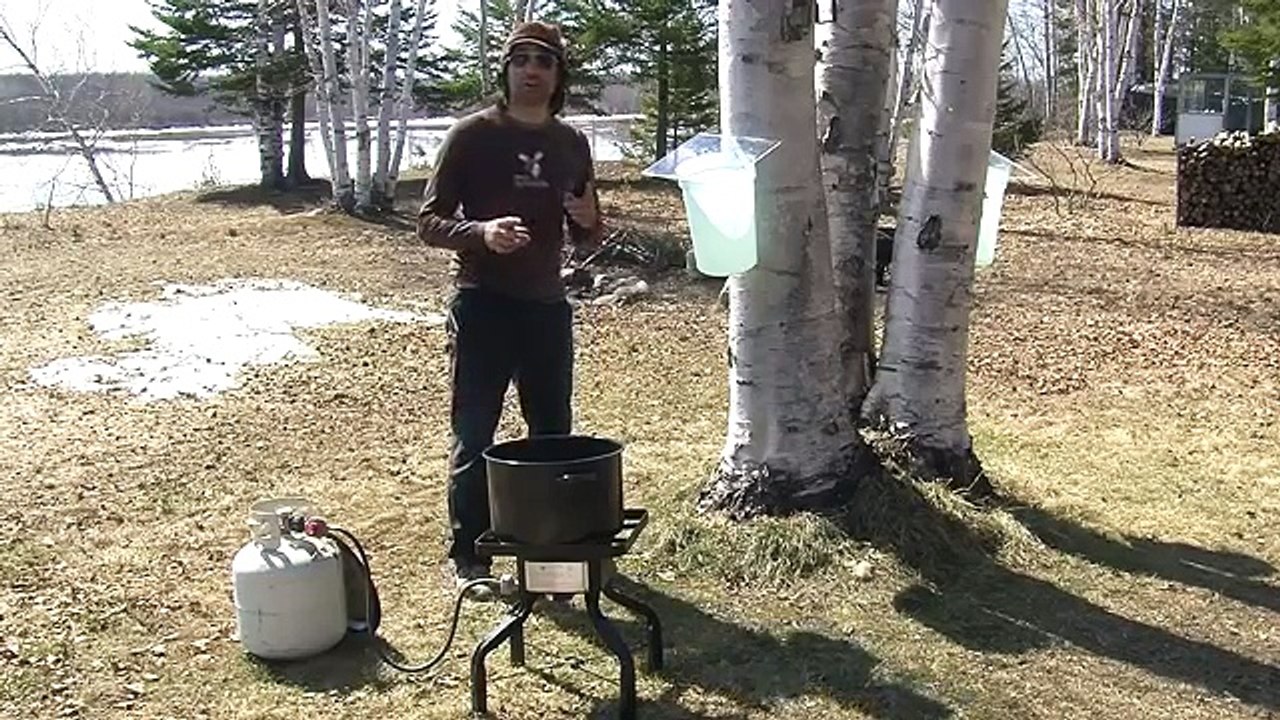 Comment faire du sirop de bouleau?