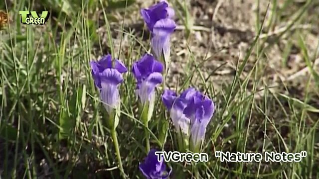 Yellowstone National Park #04 flora & fauna