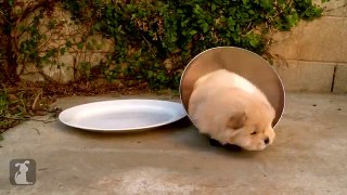 Chow Puppy Cant Get Out Of Bowl