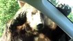 Yellowstone Grizzly Bear Attacks Car