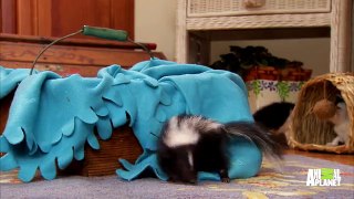 Skunk vs. Kitten De Cat Lon: Who Will Out Cute Who?