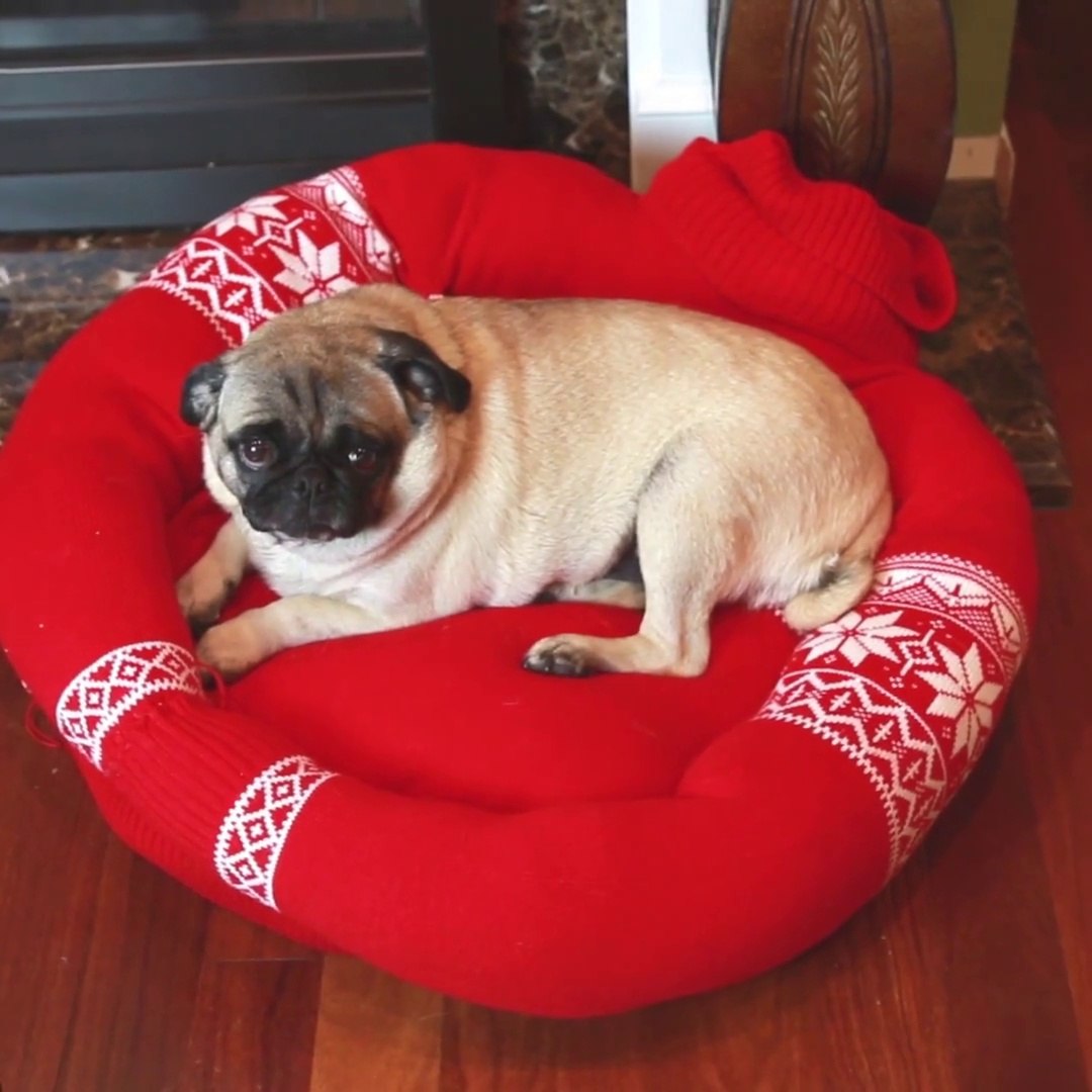 FACILE À FAIRE - Transformer un pull en coussin pour chien