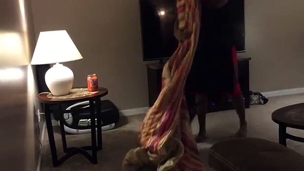 Pitbull puppy trained to attack on command