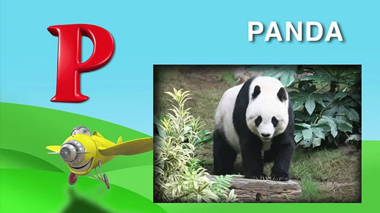 What animals begin with the letters P & Q? From I Love My ABCs! Animals on DVD