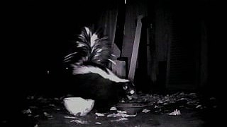 Skunk & Raccoon eat together