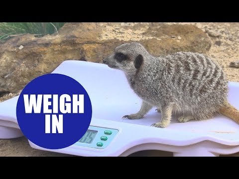 Thousands of animals at ZSL Whipsnade Zoo stepped up for annual weigh in