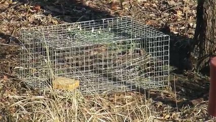 Catching Starlings with a Homemade Bird Trap