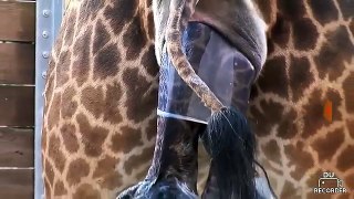 April baby giraffe stands for the first time