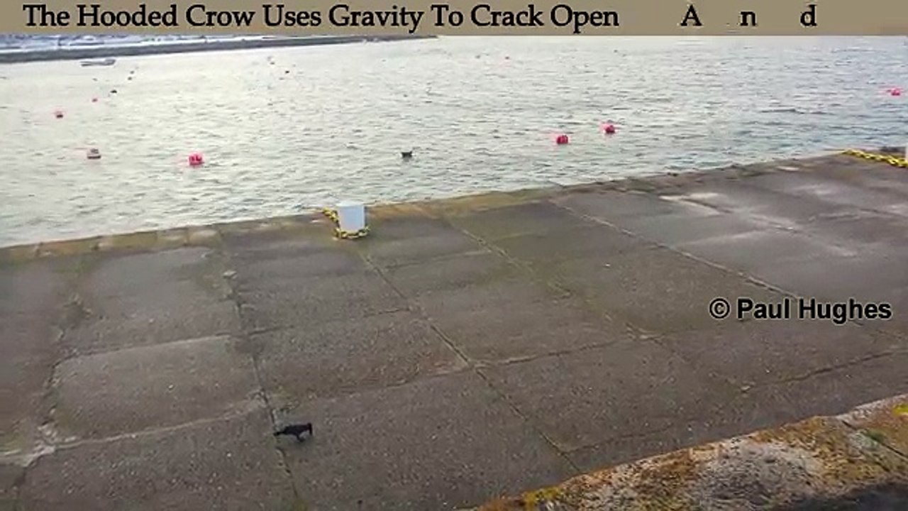 Crow Intelligence