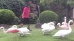 Resort Workers Try to Herd Flamingos And Swans Inside Before Hurricane Lane Hits