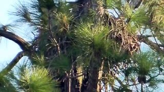 SWFL Eagles_Bringing Home The Big Stick & Keeping It In The Nest 11 03 15