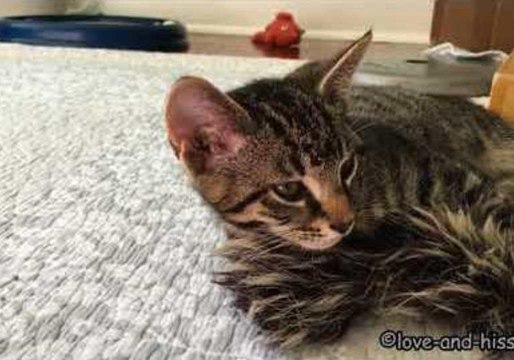 Mommy Cat Plays With Her Kittens