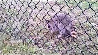 raccoon with rabies